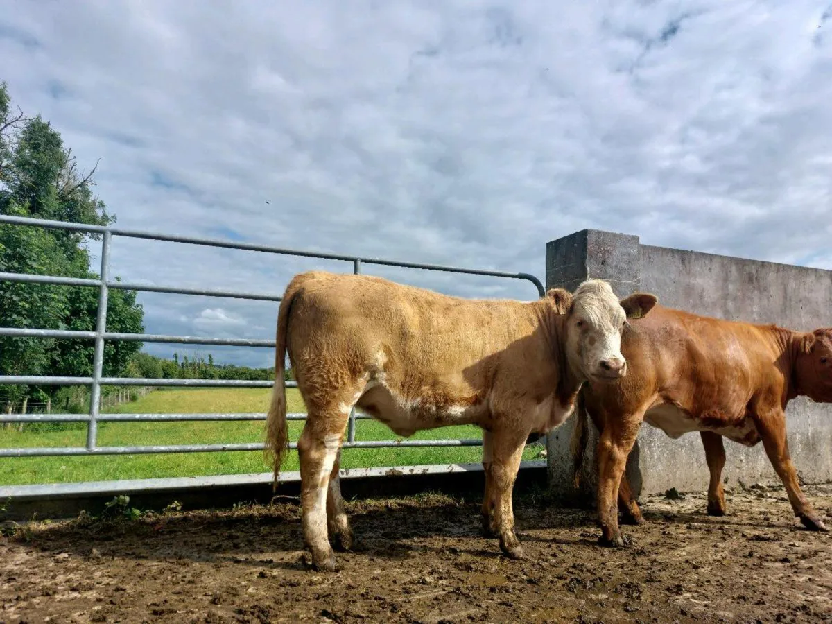 Organic heifer - Image 2