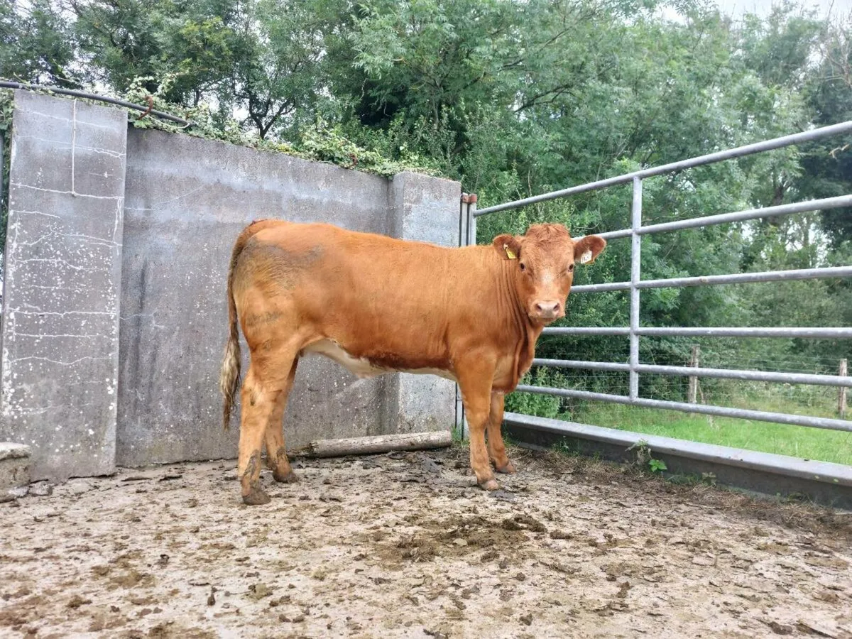 Organic heifer - Image 3