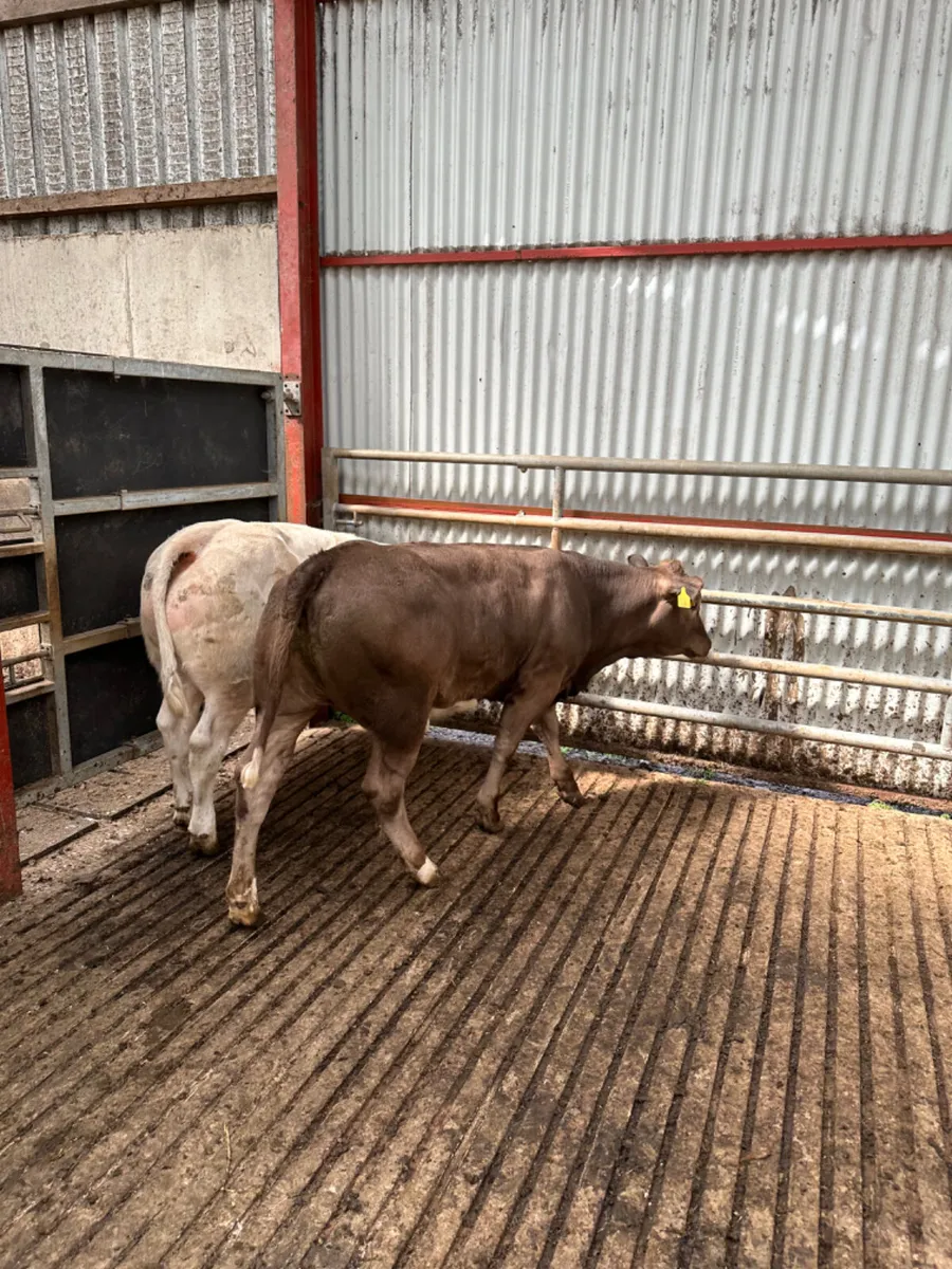 E grade heifers - Image 3