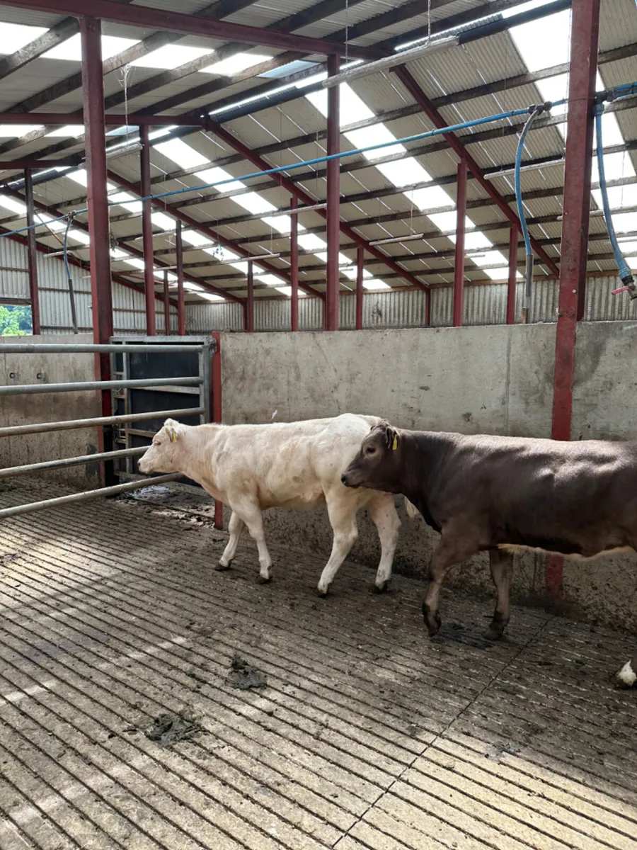 E grade heifers - Image 1