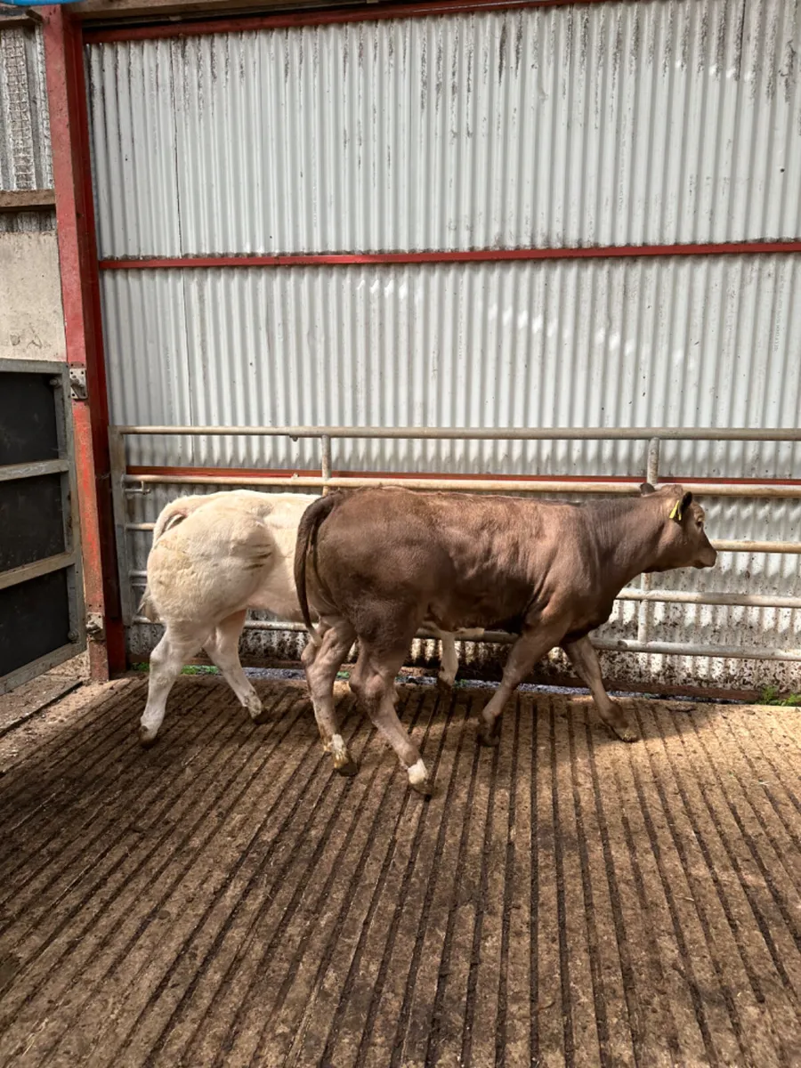 E grade heifers - Image 4