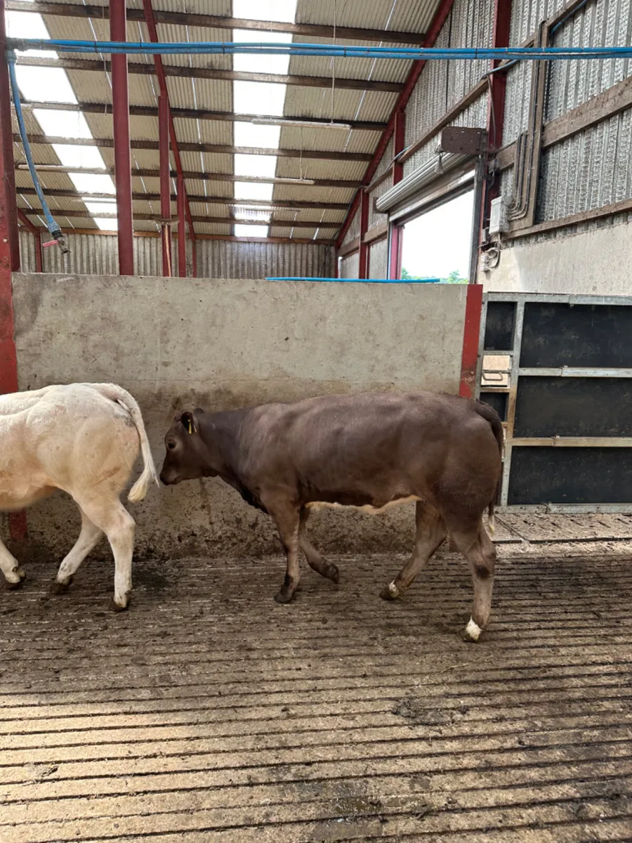 E grade heifers - Image 2