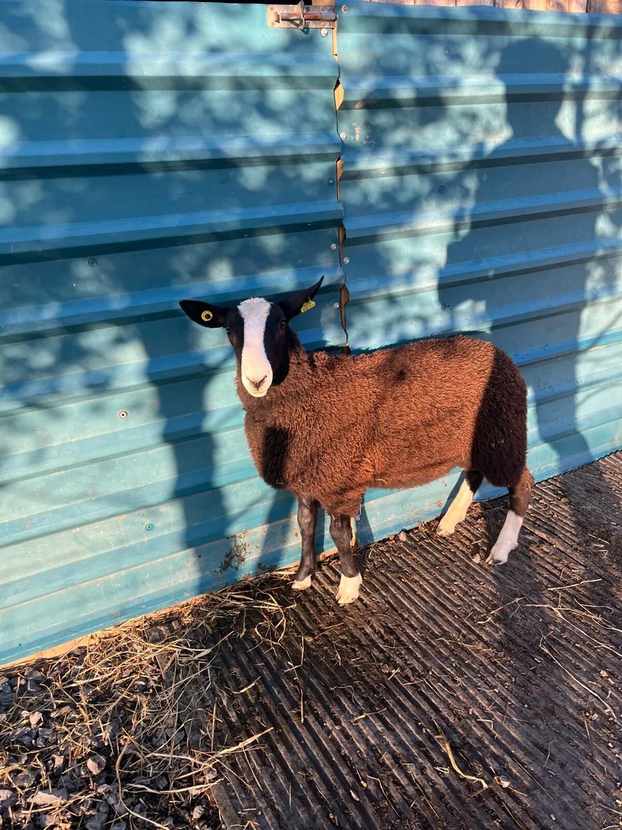 💥Zwartble ewe and ram lambs💥 - Image 1