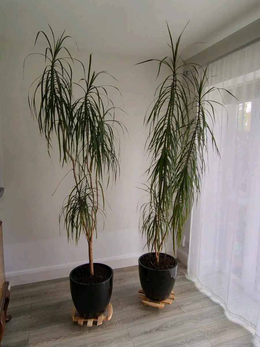 Tall palm trees (indoor) - Image 2