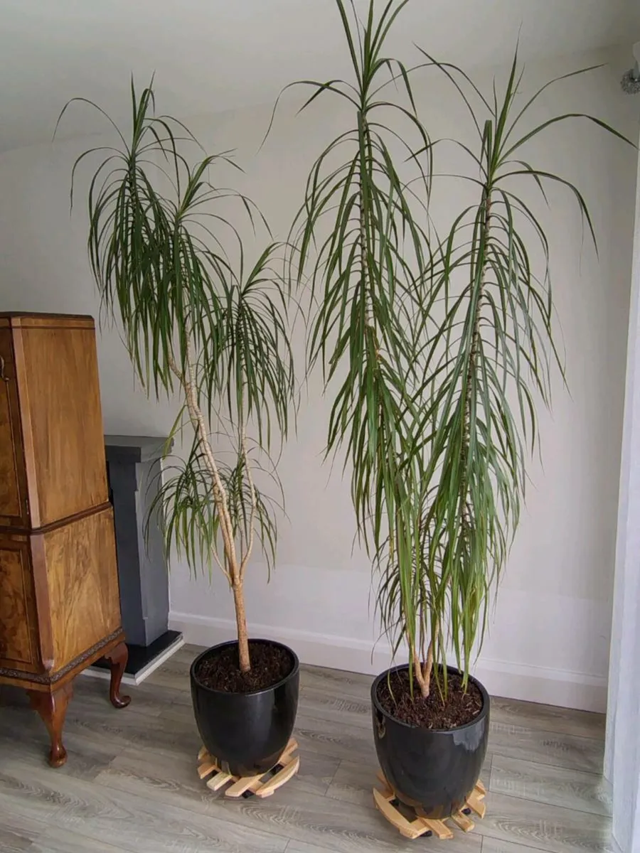 Tall palm trees (indoor) - Image 3