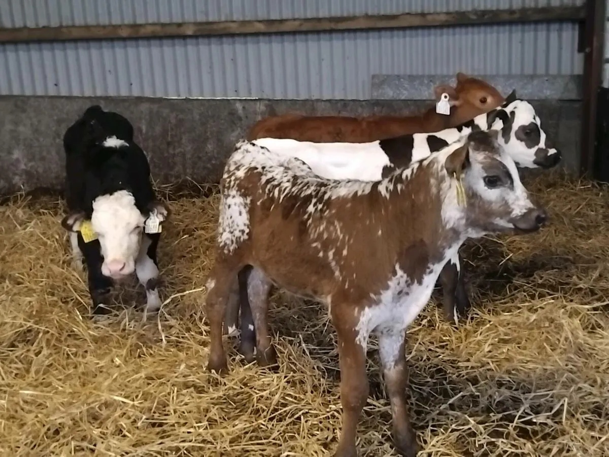 4 runner bull calfs - Image 1