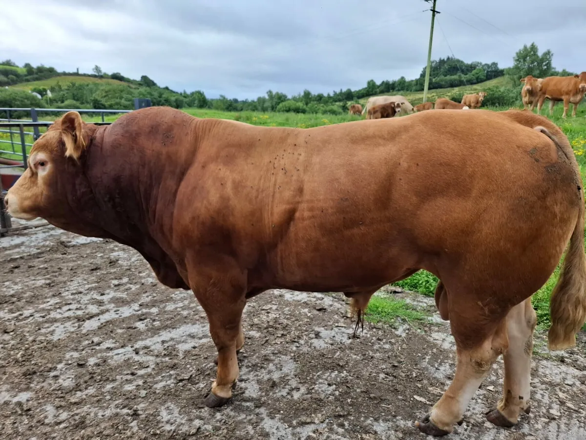 Limousin Bull - Image 1