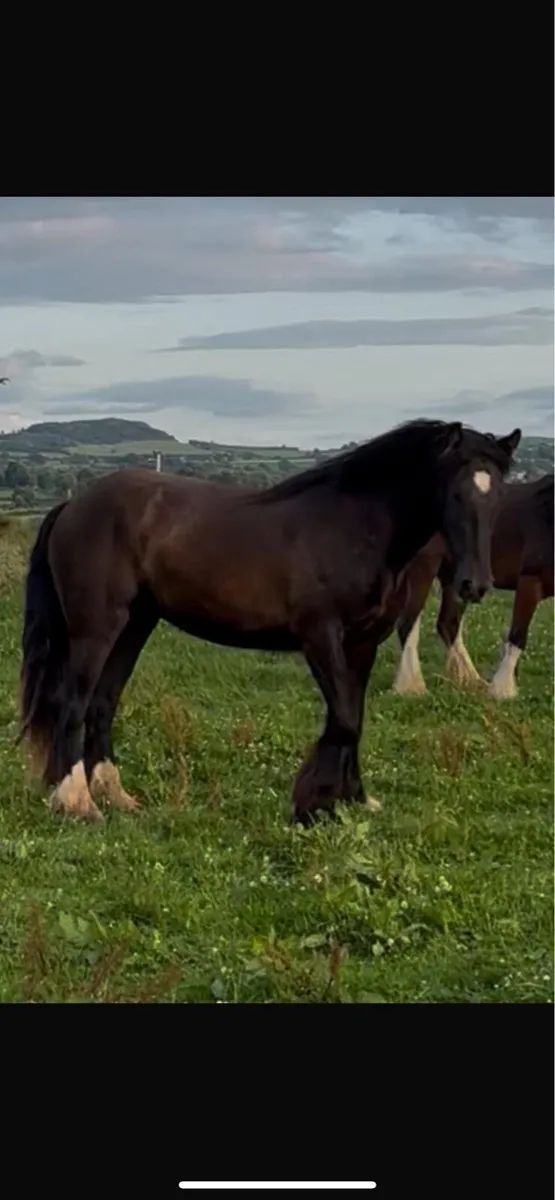 Horses