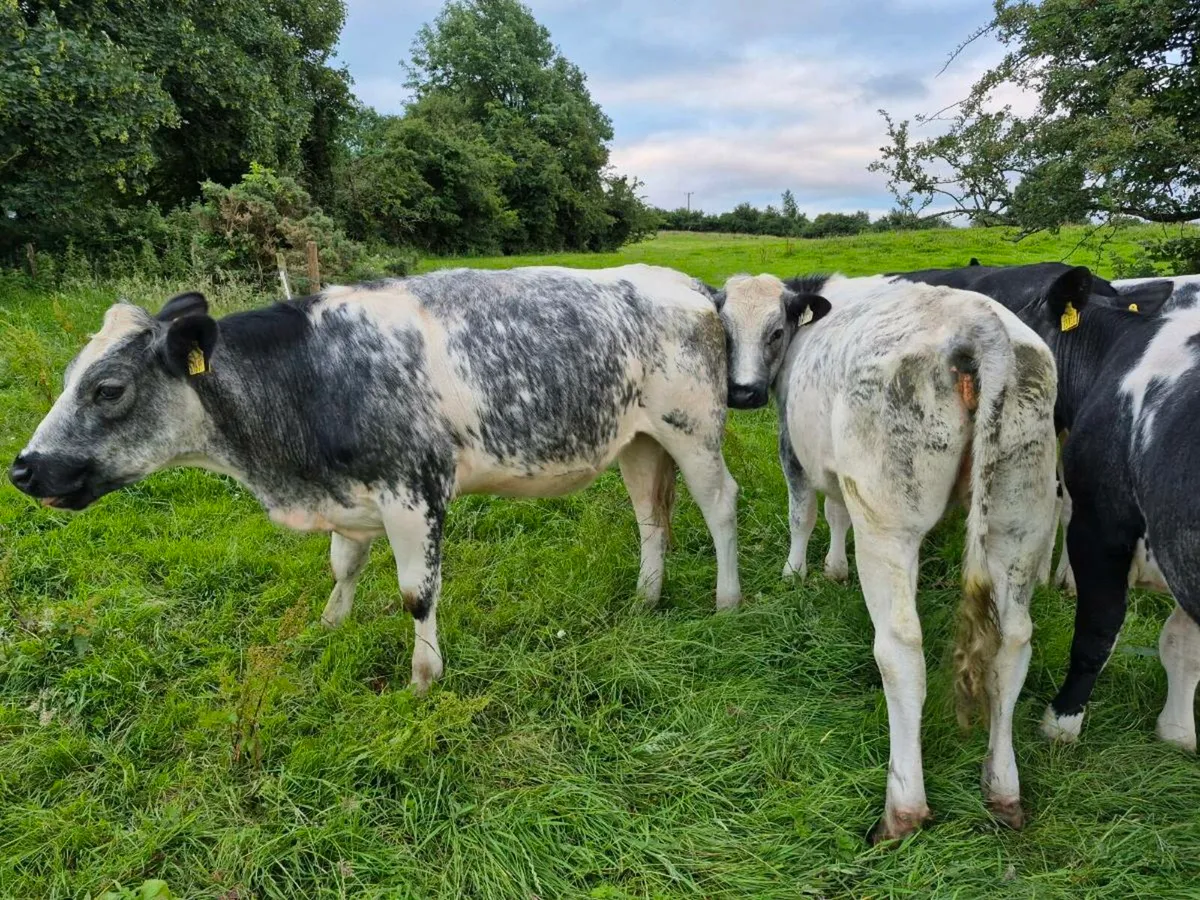 Blue Heifers Roan with stars - Image 2