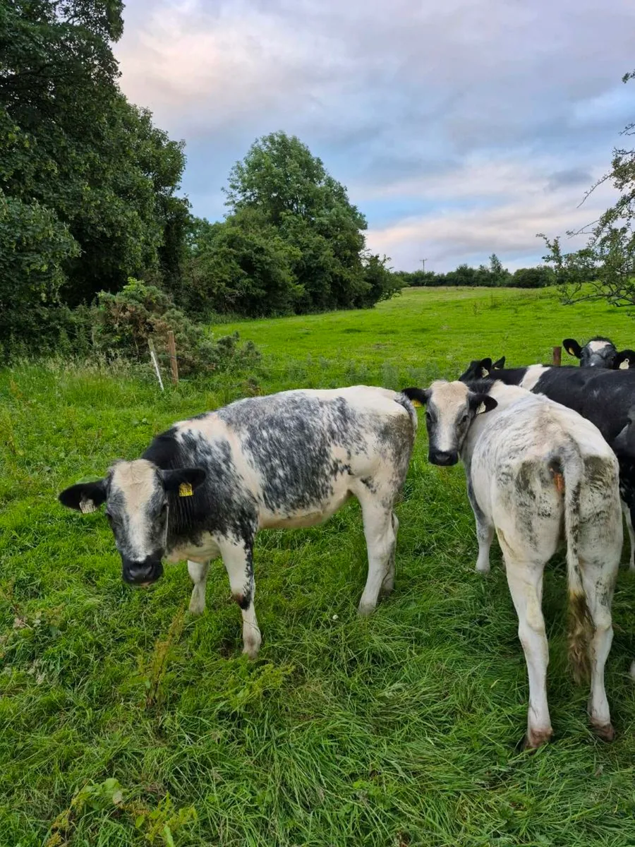 Blue Heifers Roan with stars - Image 1