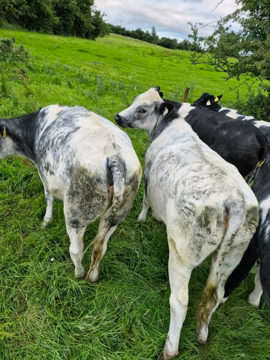 Blue Heifers Roan with stars - Image 3