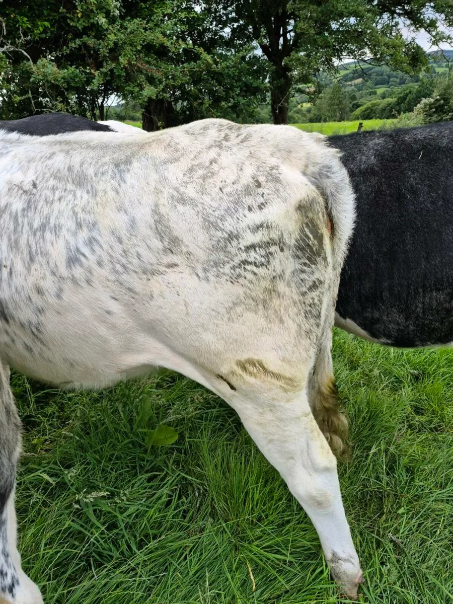 Blue Heifers Roan with stars - Image 4