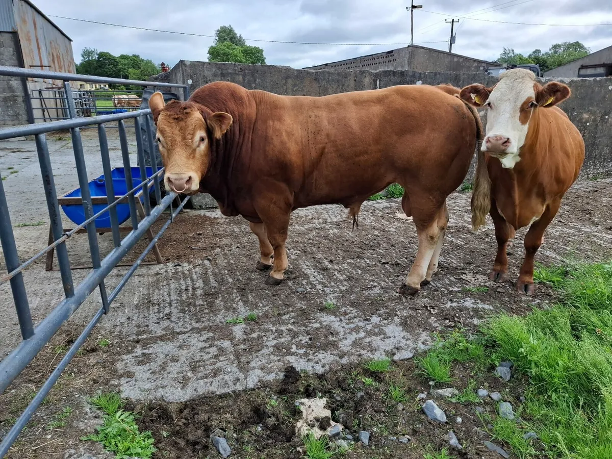 Limousin Bull - Image 2