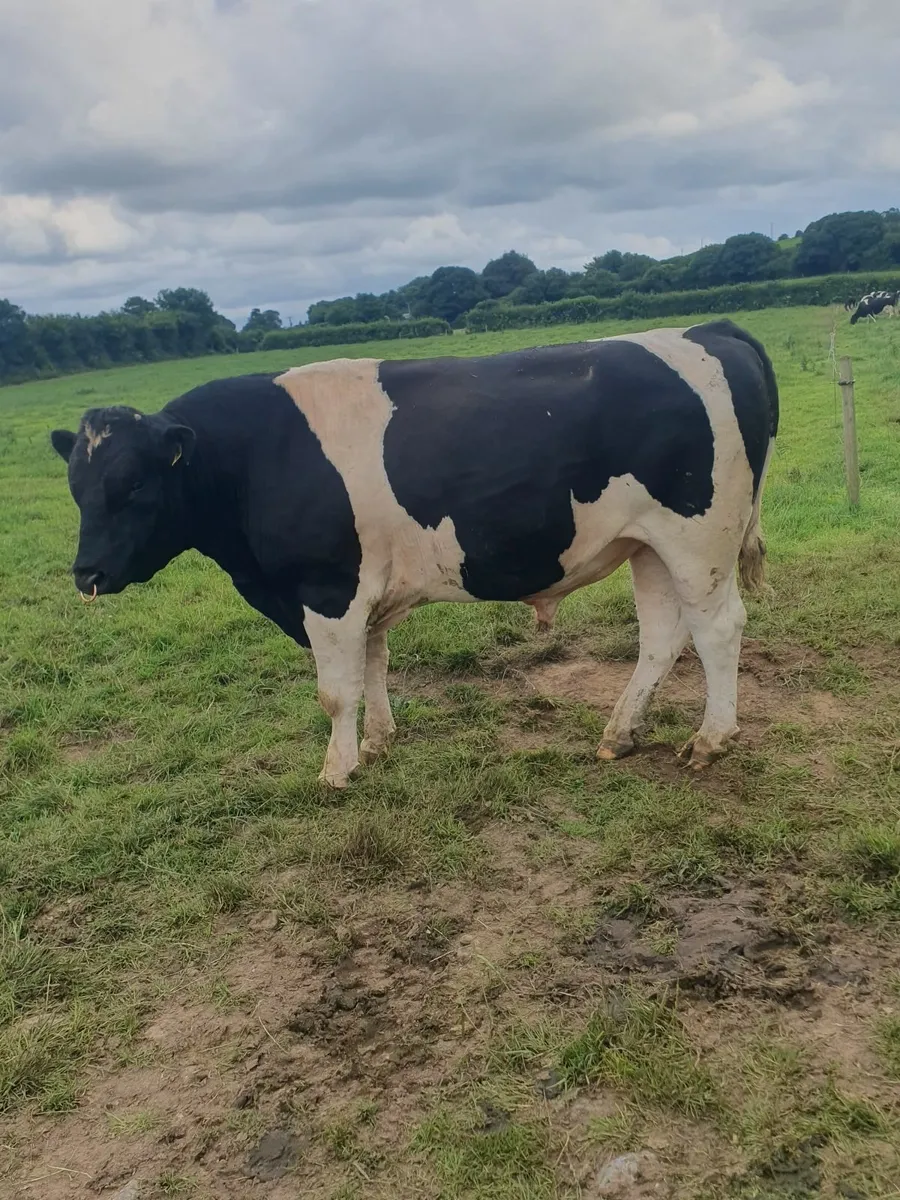 Friesan Bull - Image 1