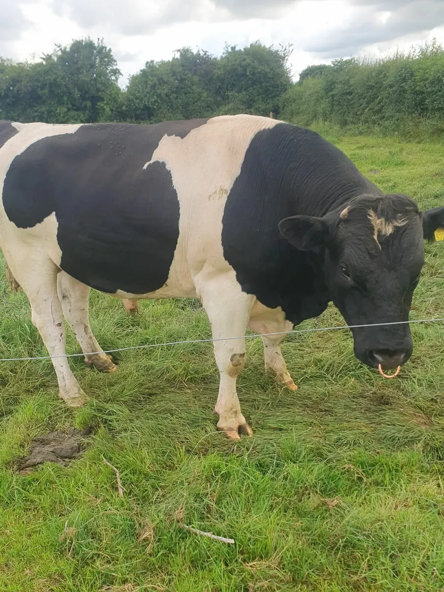 Friesan Bull - Image 2