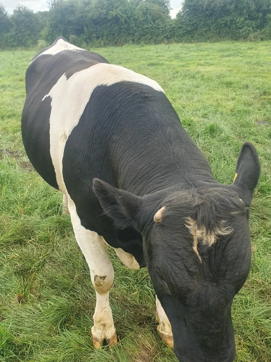Friesan Bull - Image 3
