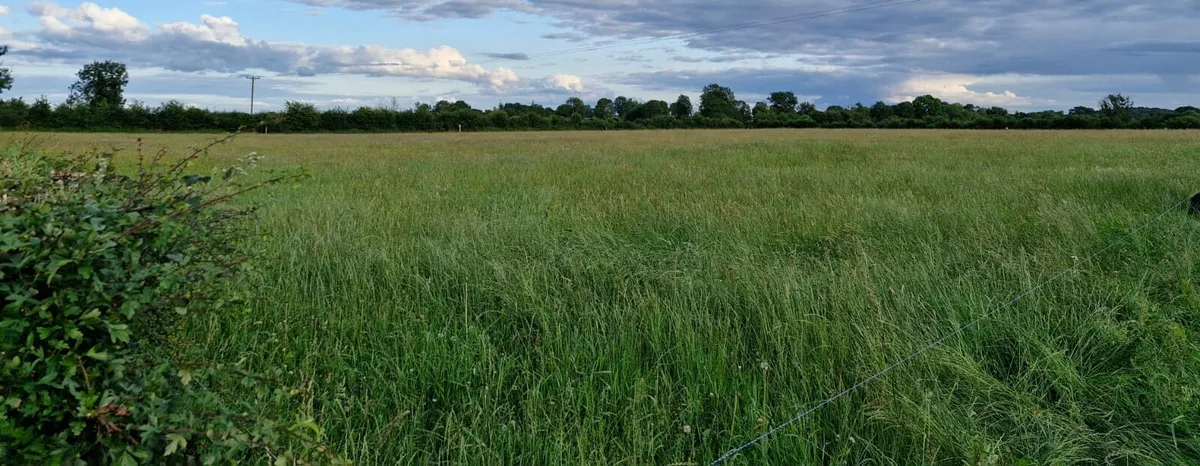 Meadow