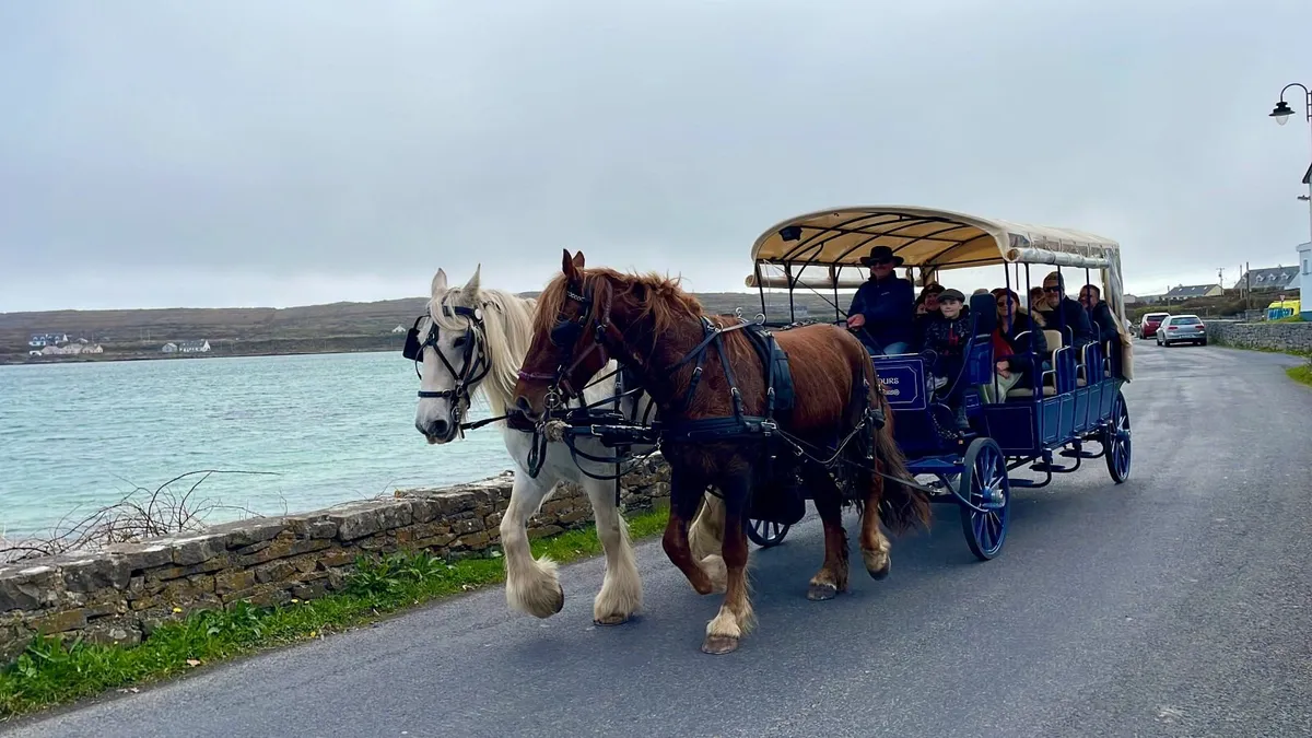 Driving and Riding Horse - Image 2