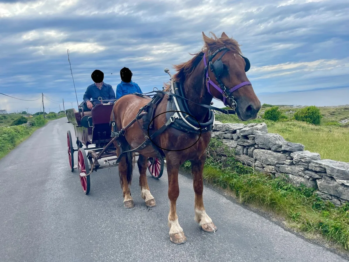 Driving and Riding Horse - Image 4