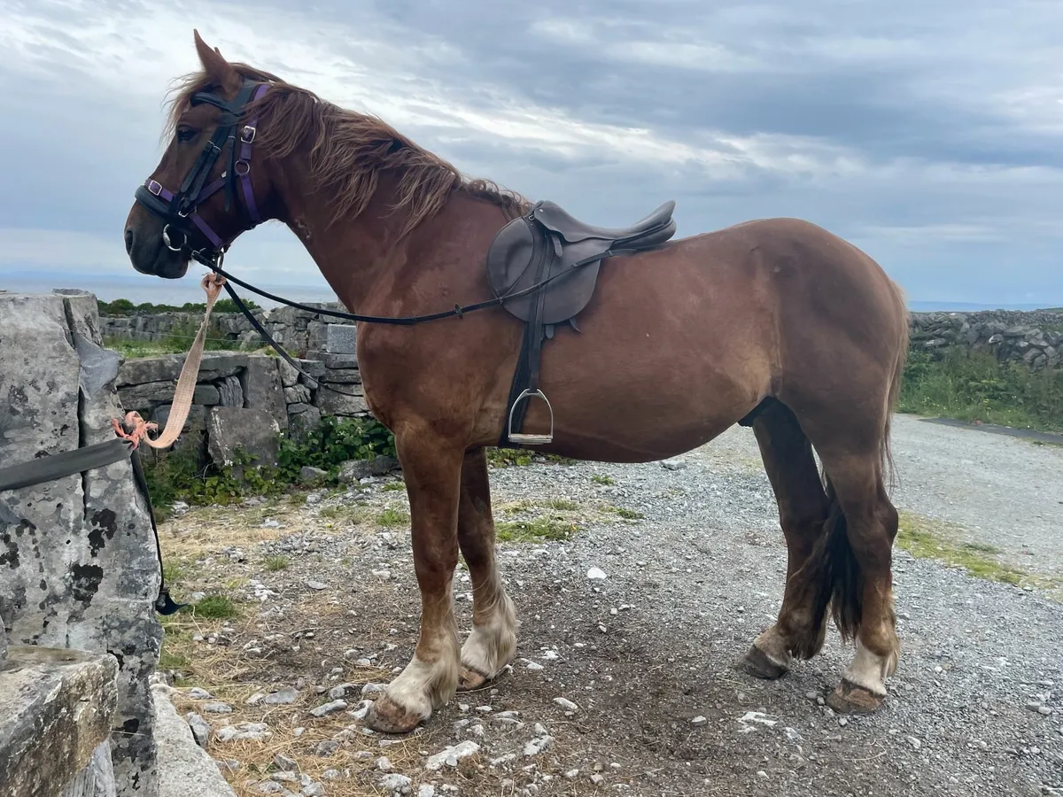 Driving and Riding Horse - Image 1