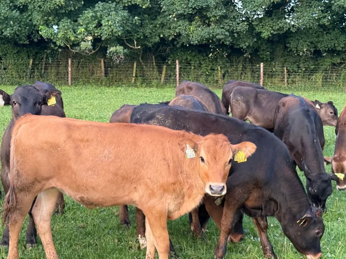 14 SUPER AUBRAC WEANLINGS ( 190 kgs ) - Image 1
