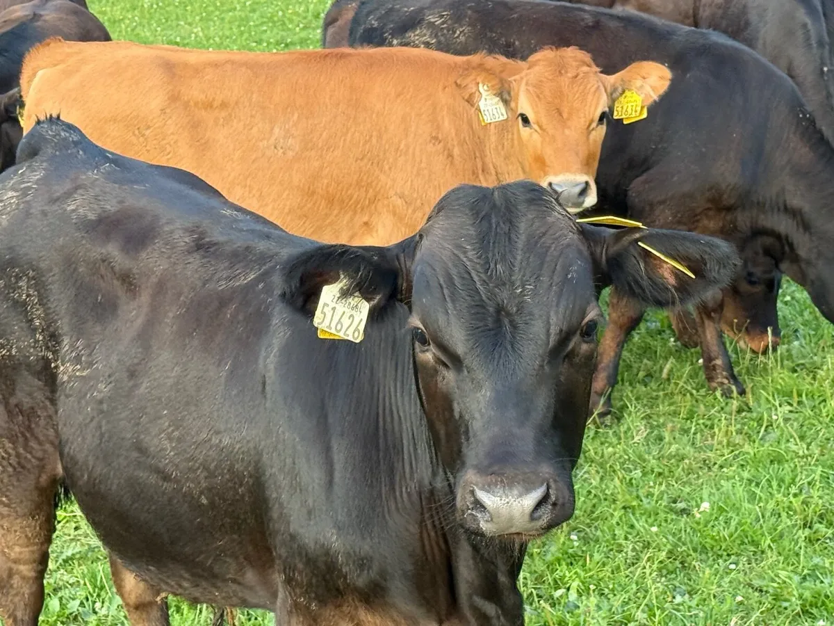 14 SUPER AUBRAC WEANLINGS ( 190 kgs ) - Image 3