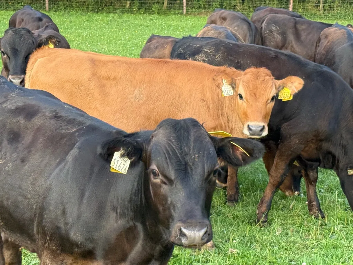 14 SUPER AUBRAC WEANLINGS ( 190 kgs ) - Image 4