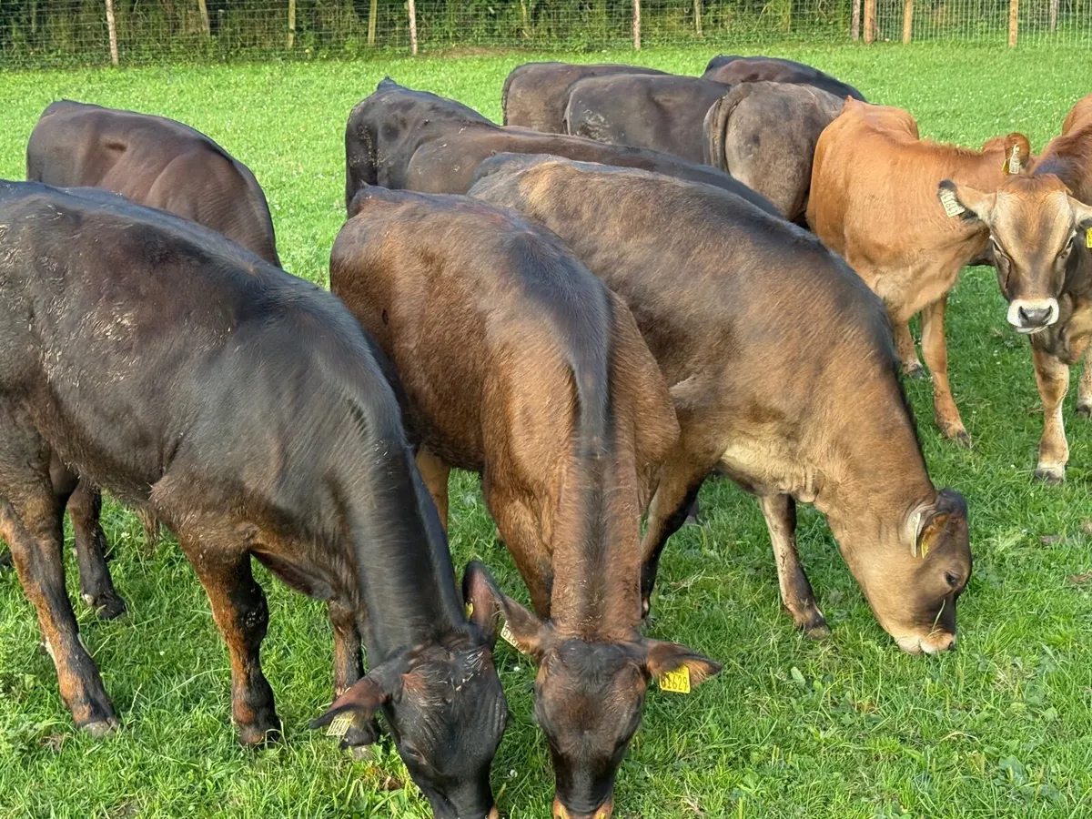 14 SUPER AUBRAC WEANLINGS ( 190 kgs ) - Image 2