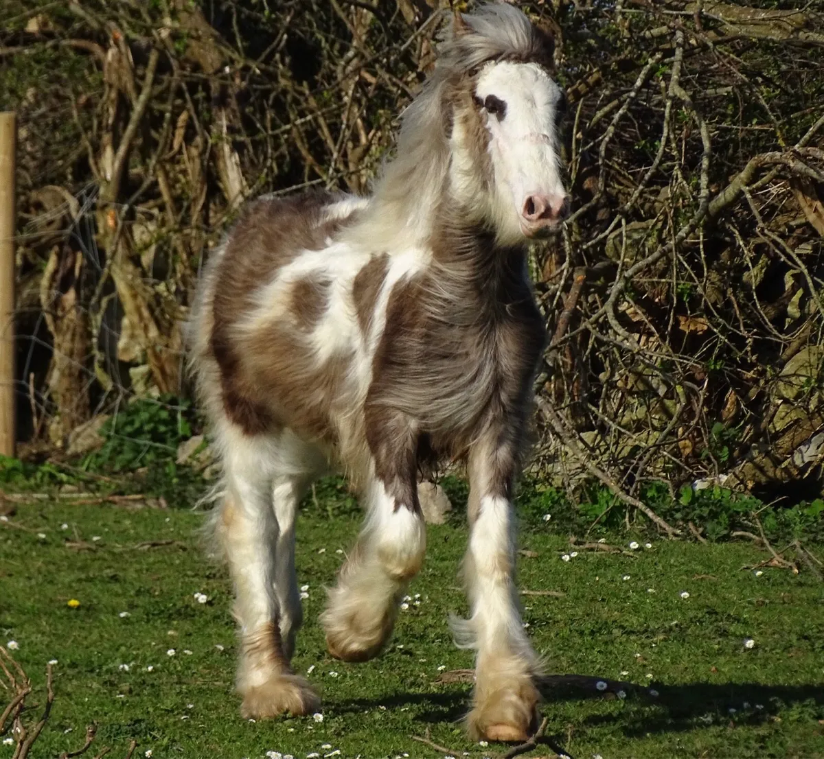 Top class colt for sale - Image 2