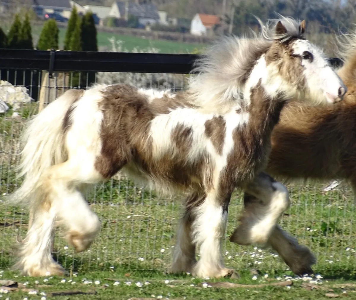Top class colt for sale - Image 3