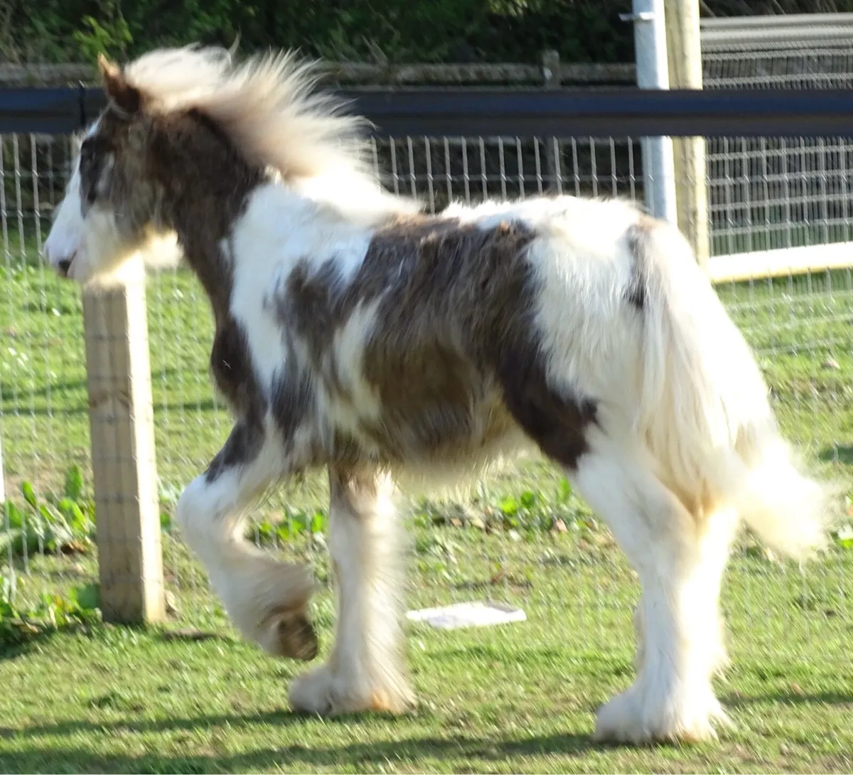 Top class colt for sale - Image 4