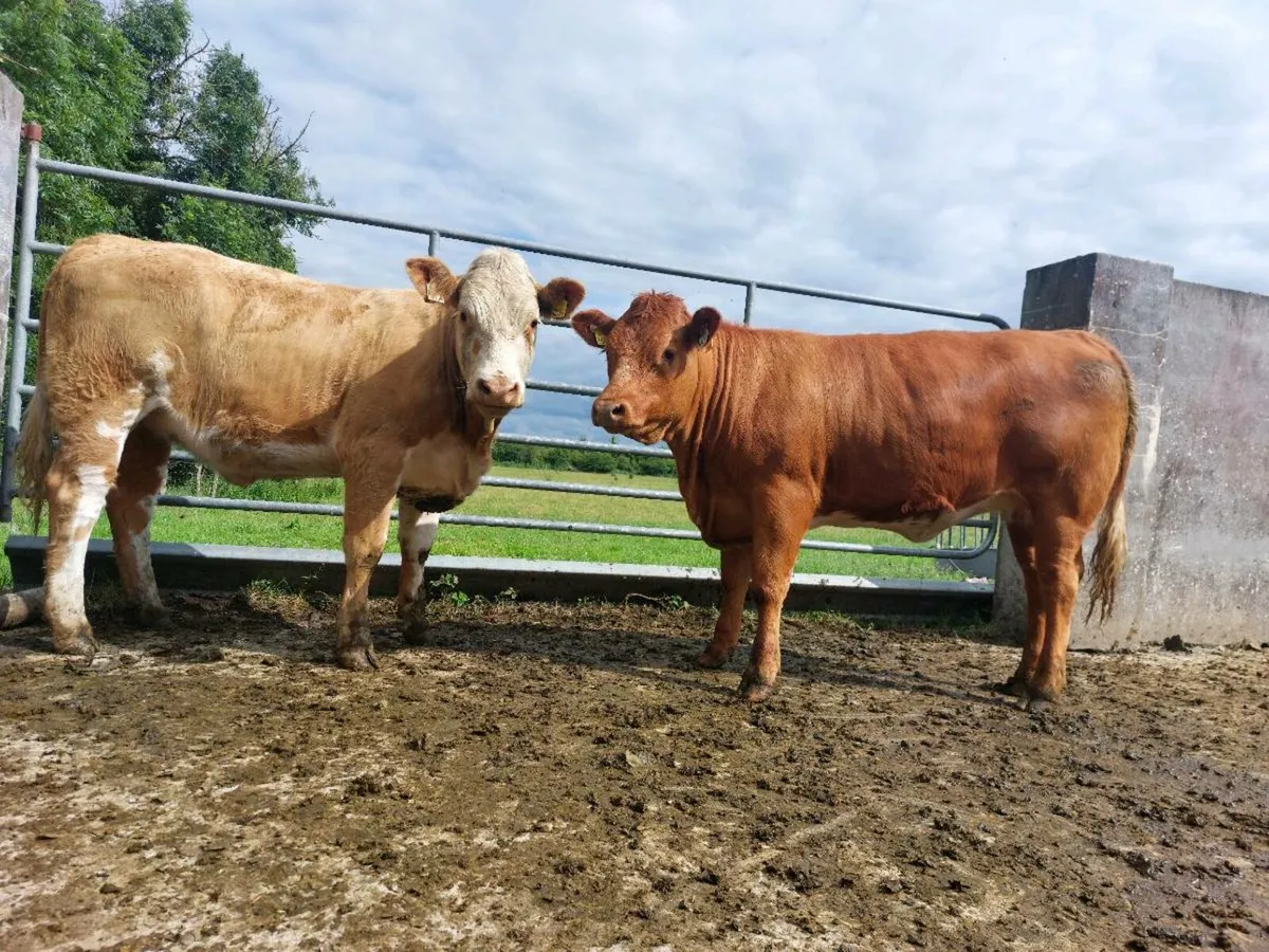 Organic heifer - Image 1
