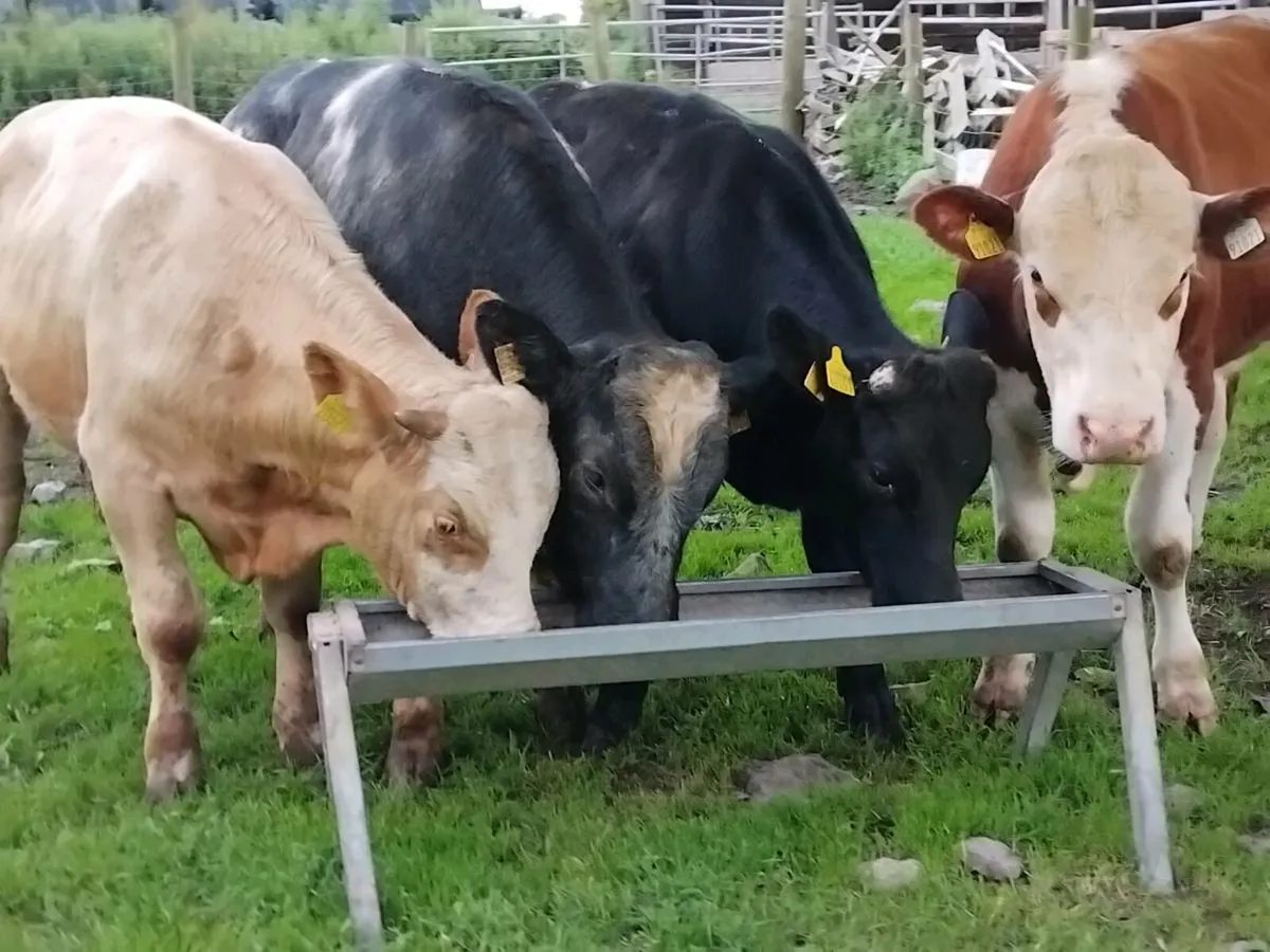 4 Yearling Bullocks - Image 1