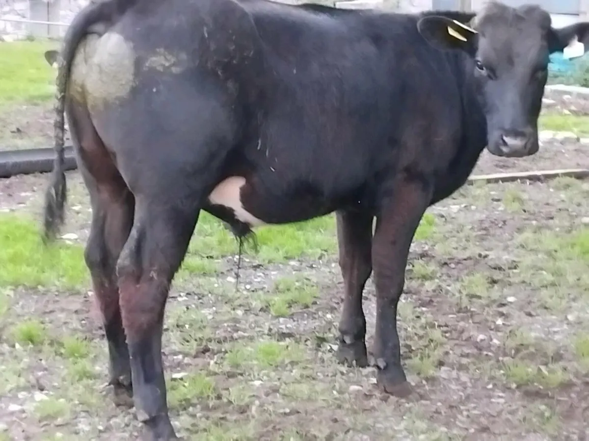 4 Yearling Bullocks - Image 3