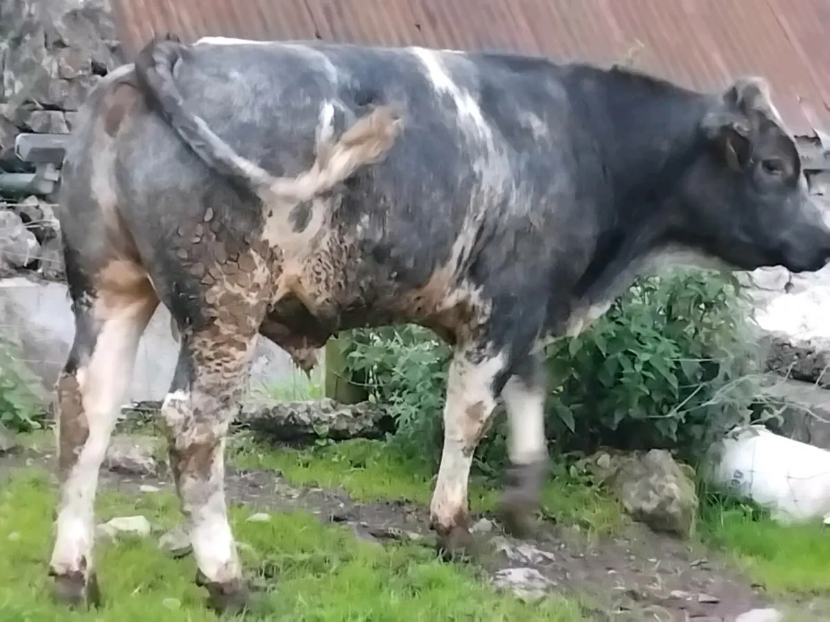 4 Yearling Bullocks - Image 4