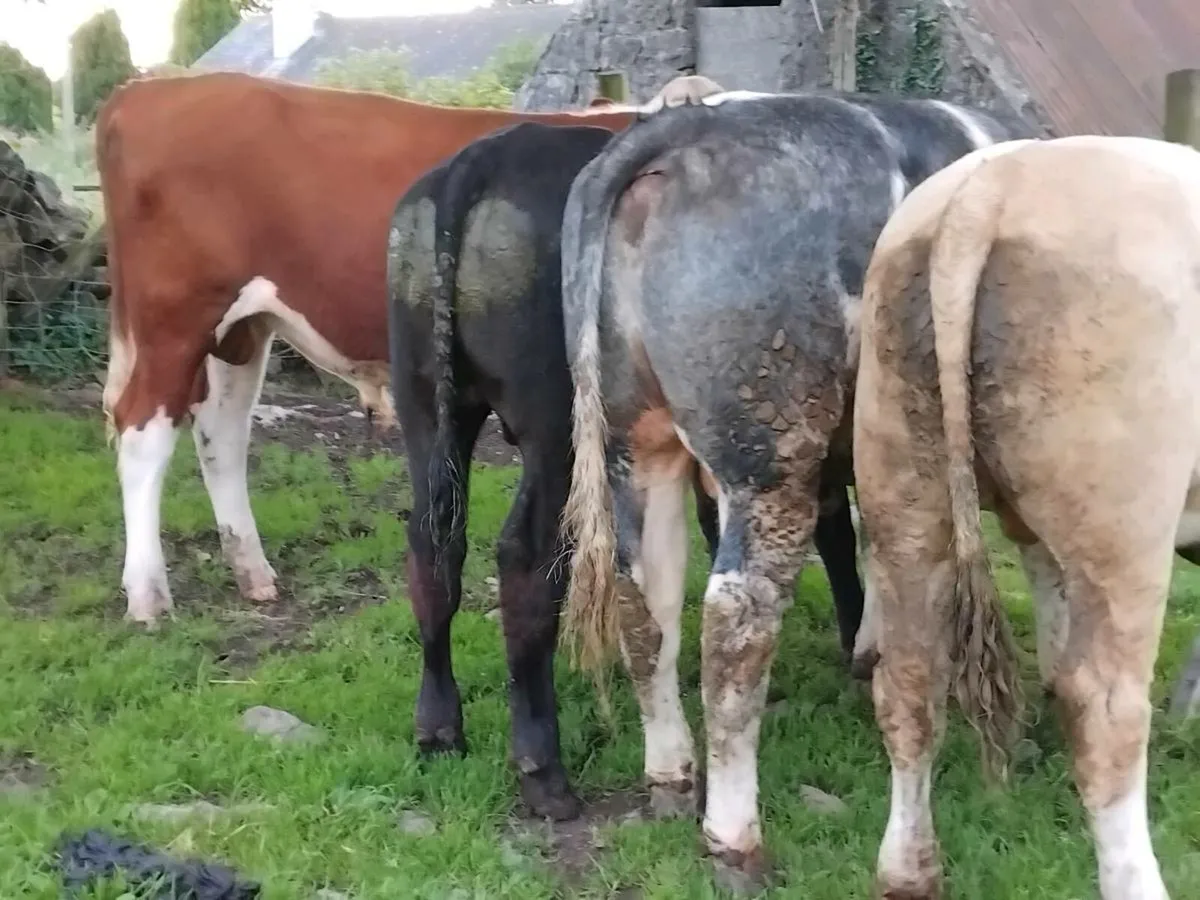 4 Yearling Bullocks - Image 2