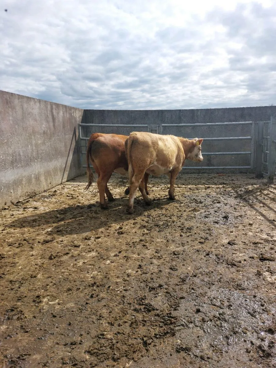Organic heifer - Image 4