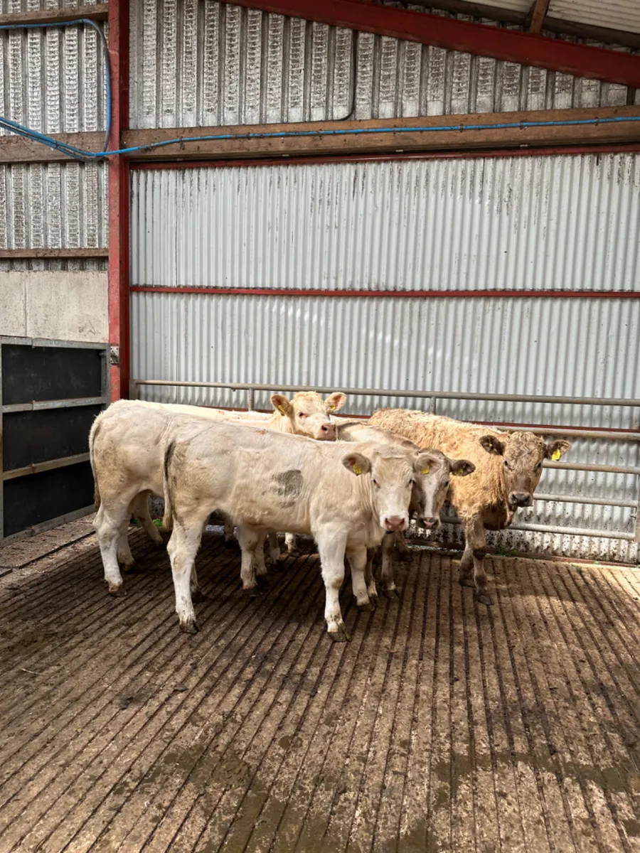Charolais heifers - Image 2