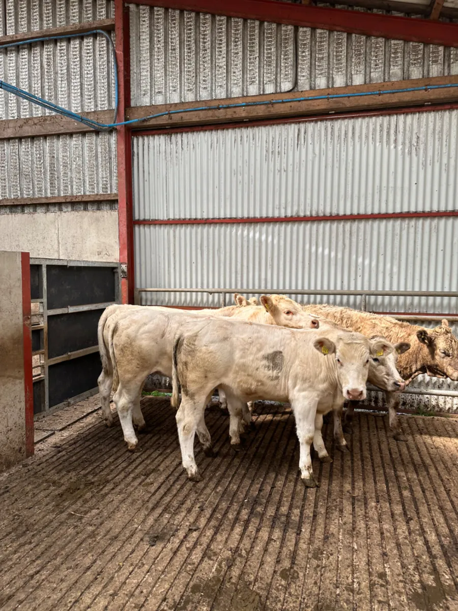 Charolais heifers - Image 3