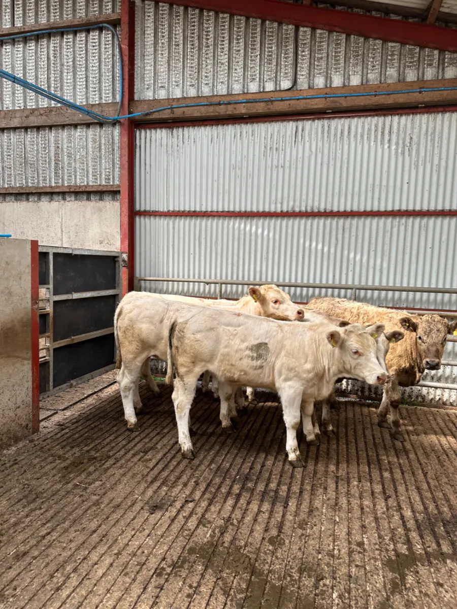 Charolais heifers - Image 4