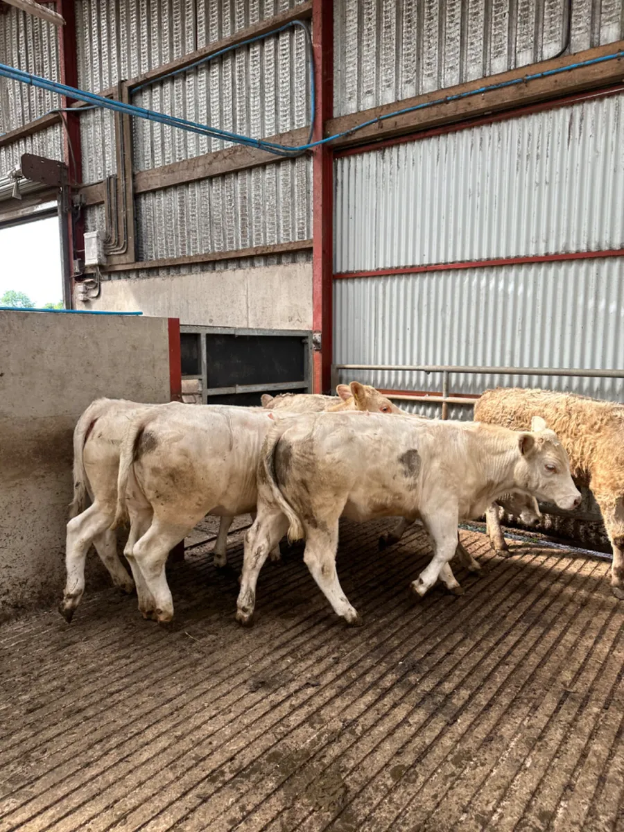 Charolais heifers - Image 1