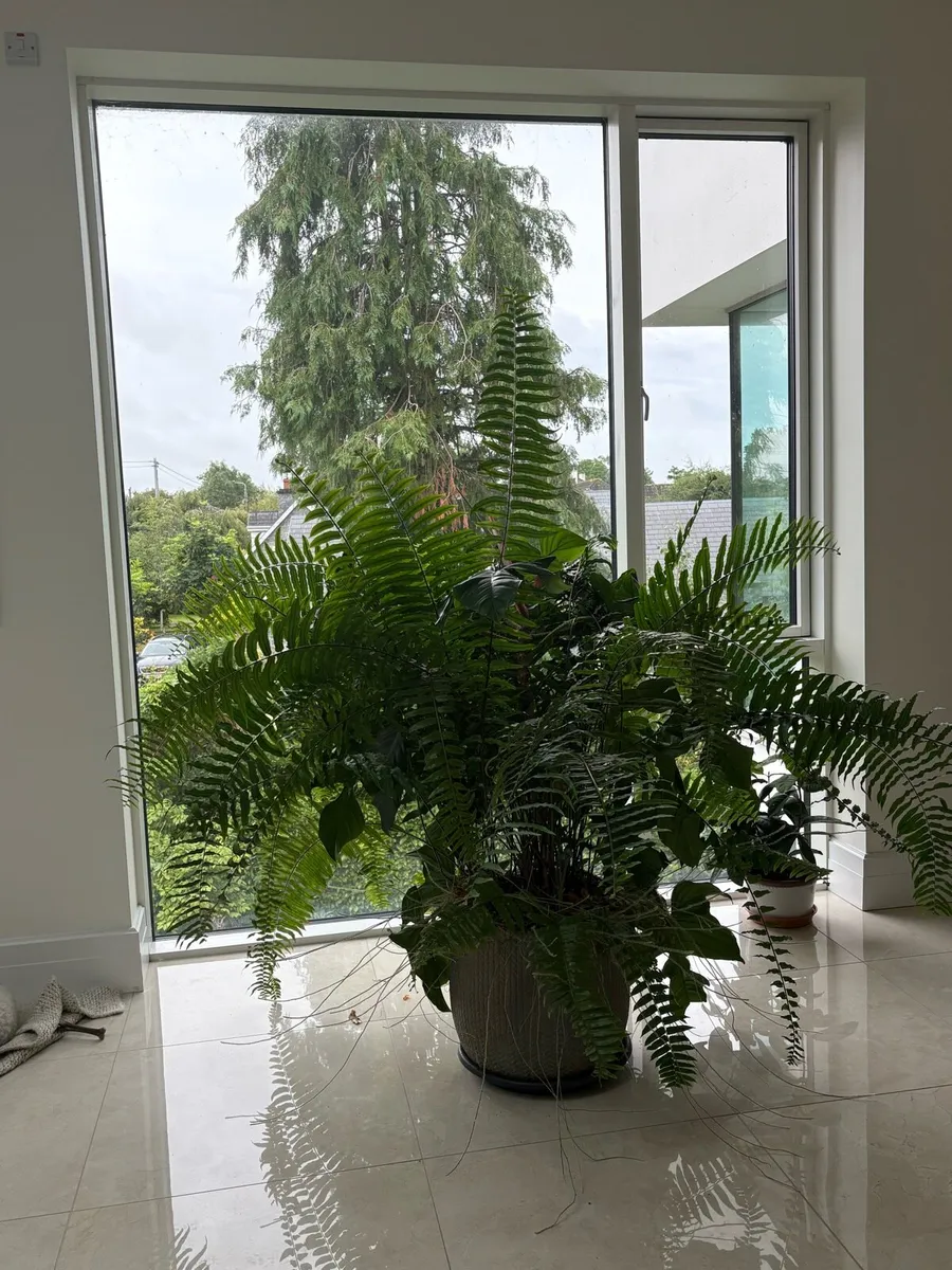 Ferns for sale - Image 1