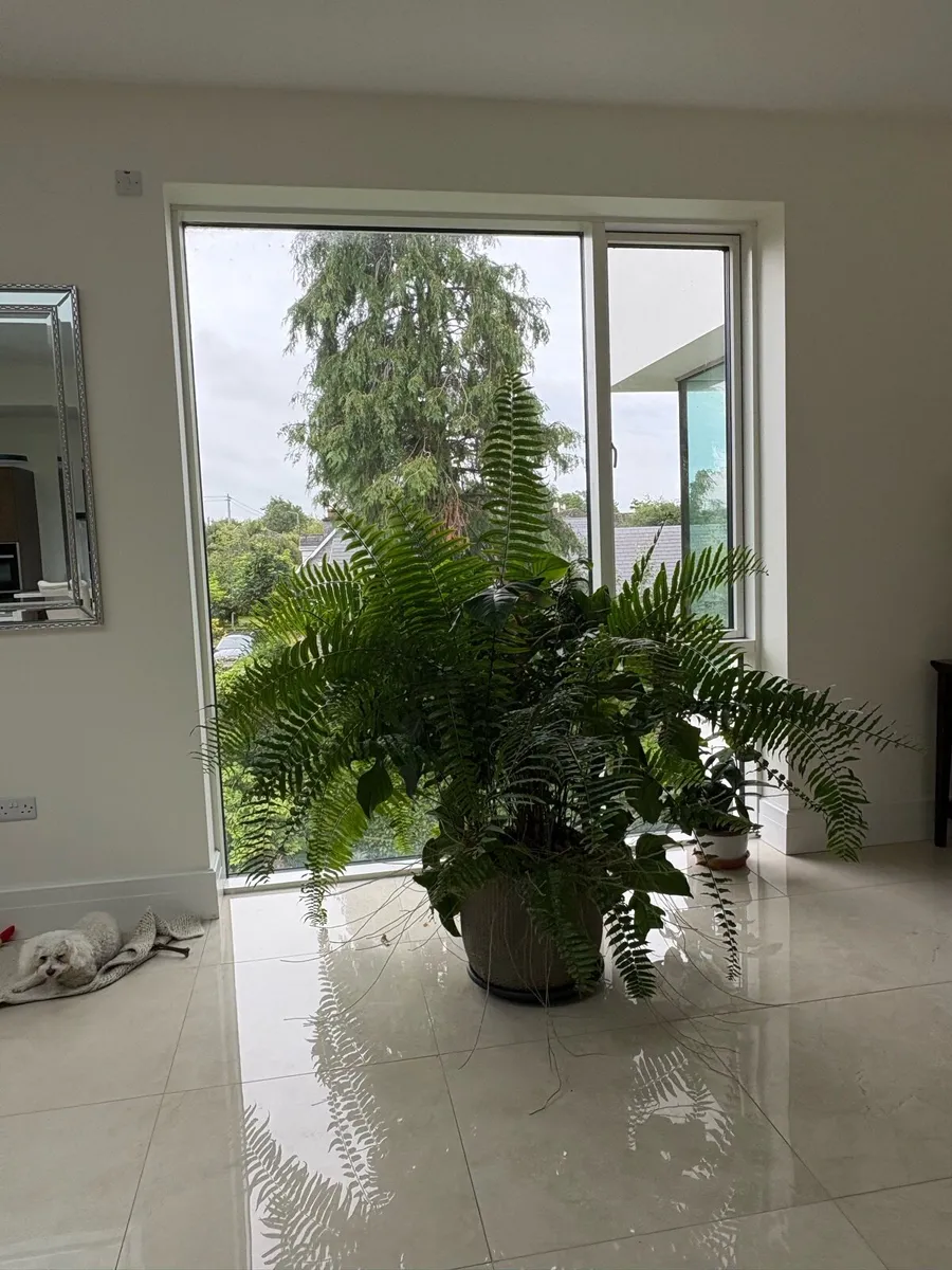 Ferns for sale - Image 2