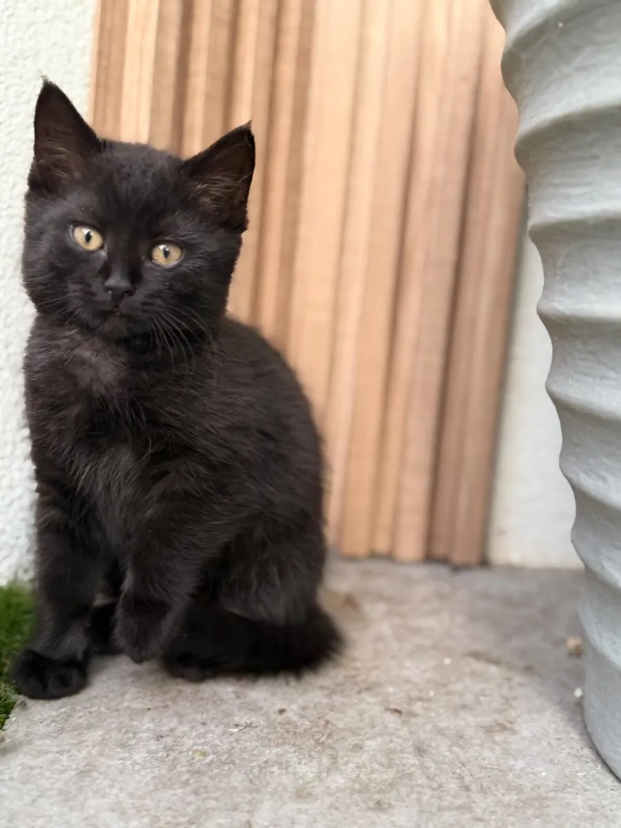 Kitten for sale - Image 1