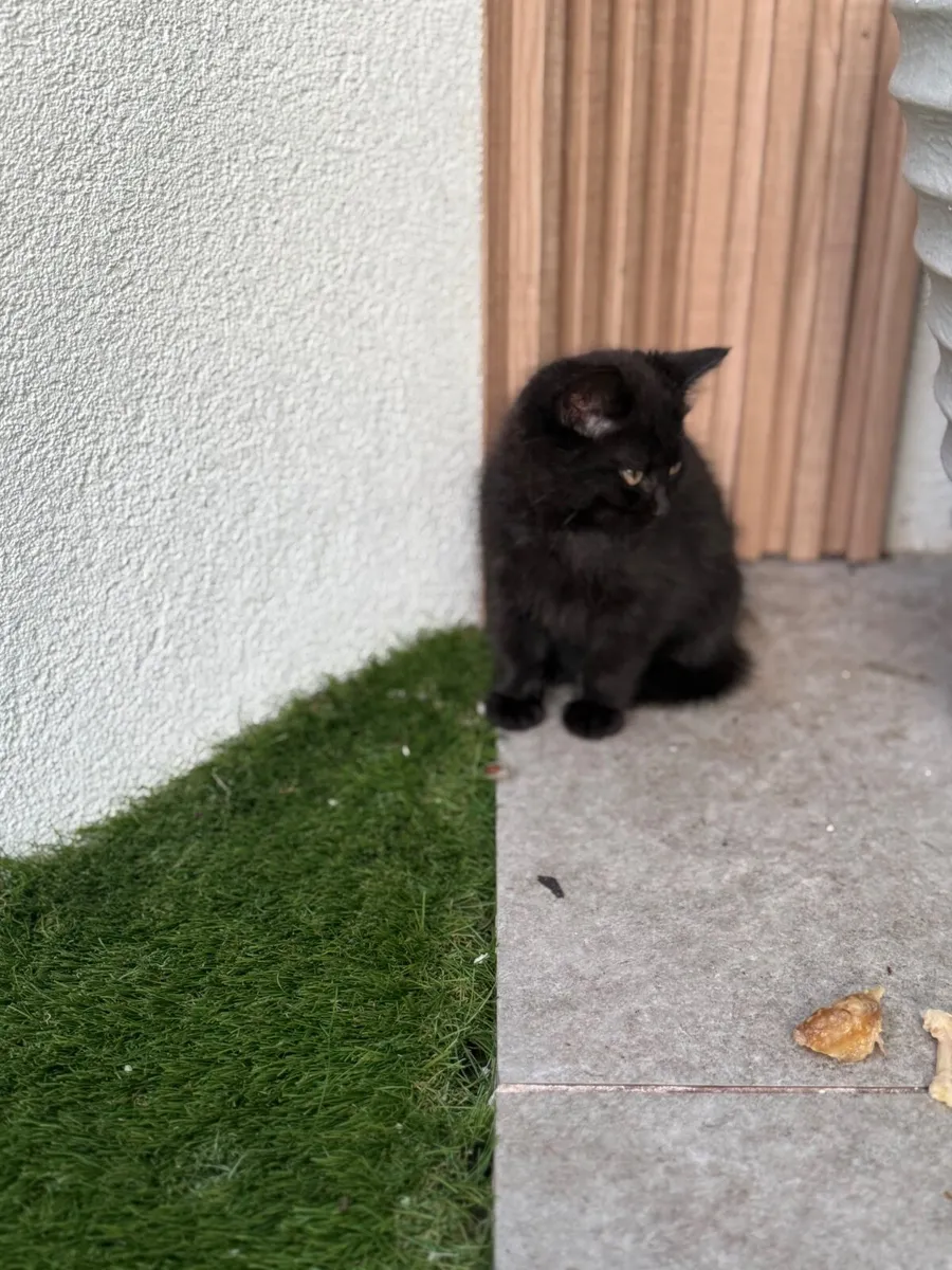 Kitten for sale - Image 3