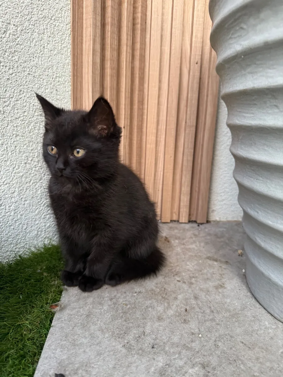 Kitten for sale - Image 4