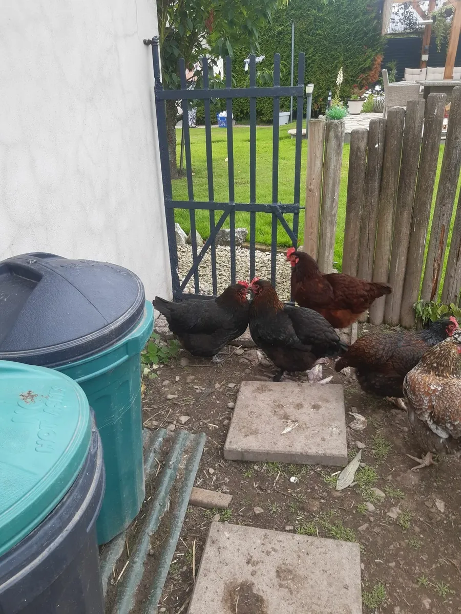 Poultry - Image 2