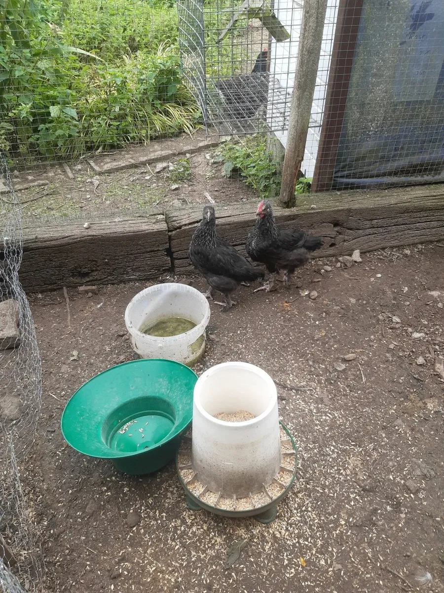 Poultry - Image 3