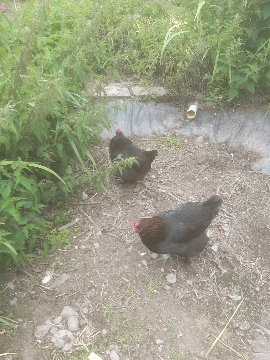 Poultry - Image 4