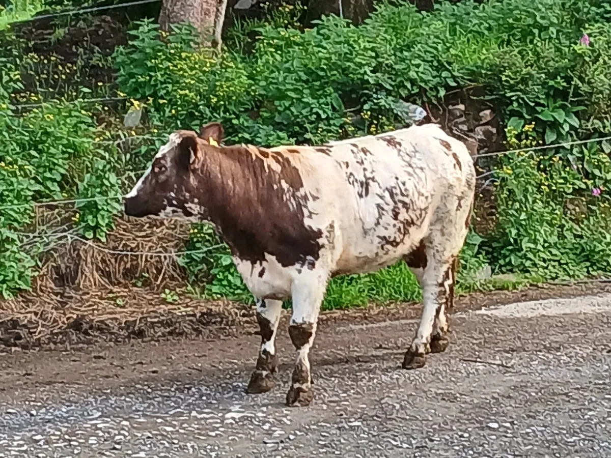 🔥🔥Serious blue heifer - Image 1